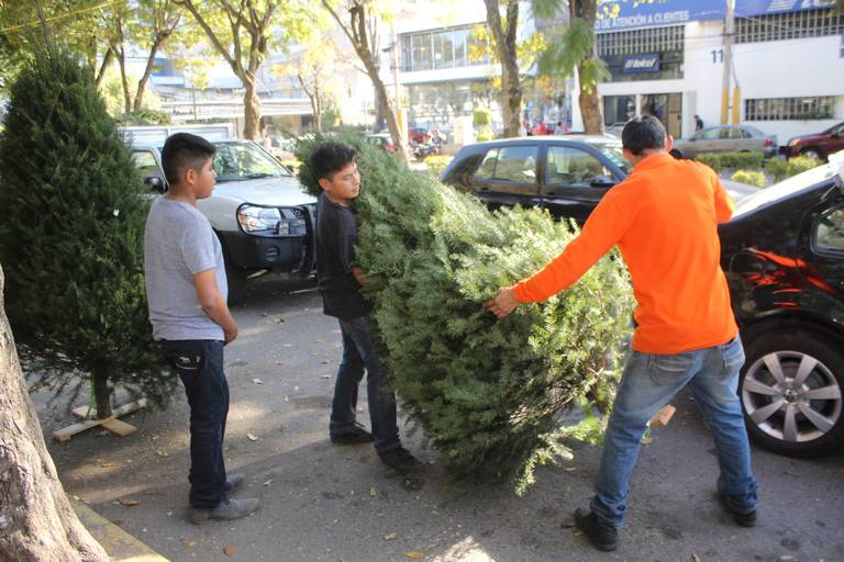 Cuánto cuesta poner un árbol de navidad? Te explicamos - El Heraldo de  Chihuahua