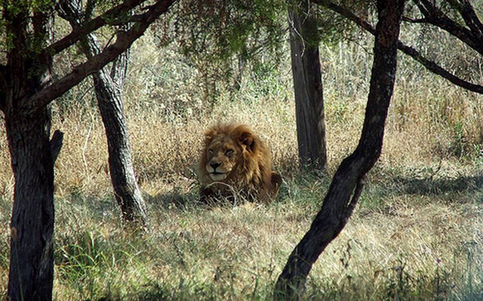 Top 58+ imagen se escapan leones de africam safari